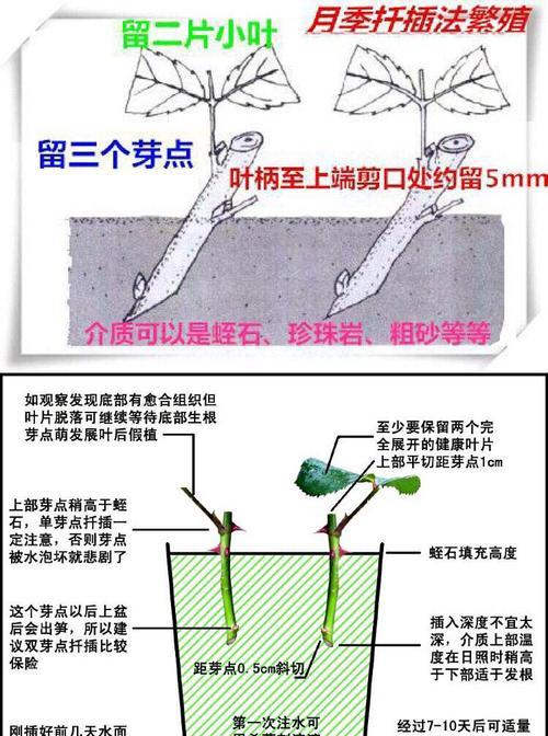 菊花扦插技巧详解（如何正确地进行菊花扦插）