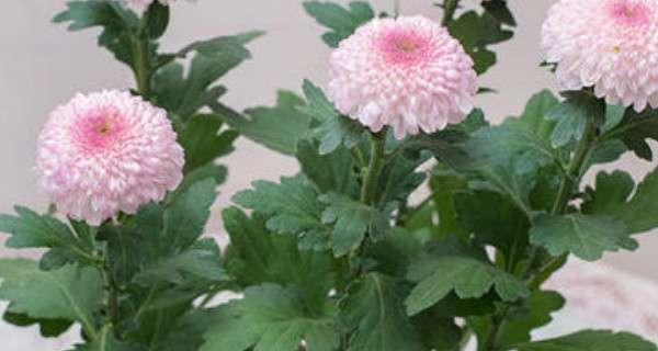 菊花能否承受淋雨？——盆栽菊花在室外淋雨的适应性