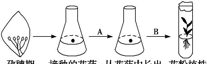 如何正确配土种植菊花（掌握土壤配比）