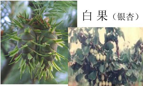 菊花的分类和特点（探究菊花的裸子植物身份）