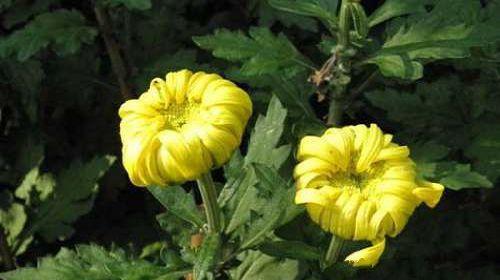 菊花，多年生宿根草本植物的探究（从植物形态到栽培方法）