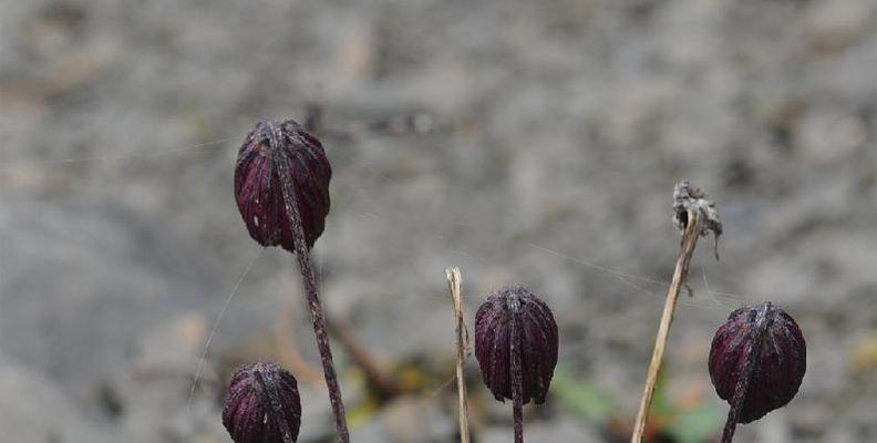 菊花不开花原因及解决方法（突破菊花不开花的瓶颈）