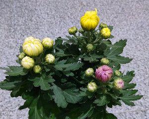 五月菊花的生长特性及花期（了解五月菊花的生命力）