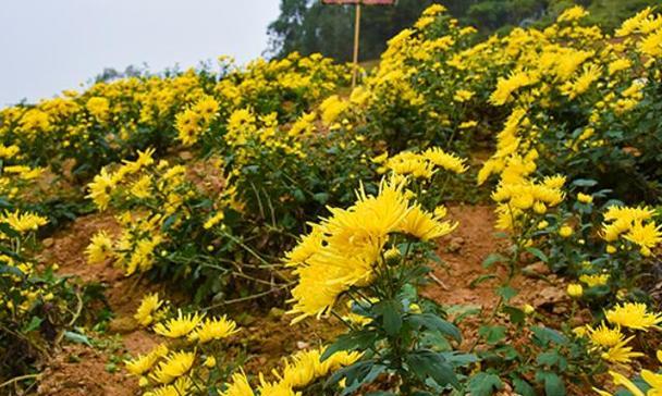 菊花的原产地（从古代文化到现代种植）