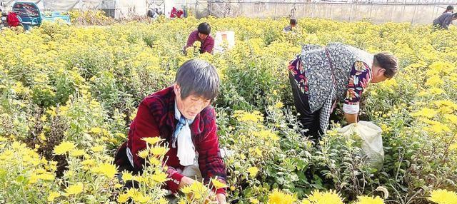 如何栽种菊花（从准备到成长）