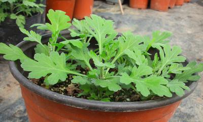 四季菊花繁殖全指南（从种子到分株）