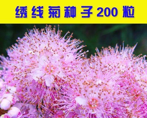 菊花栽种全攻略（种植时间、方法、注意事项一网打尽）