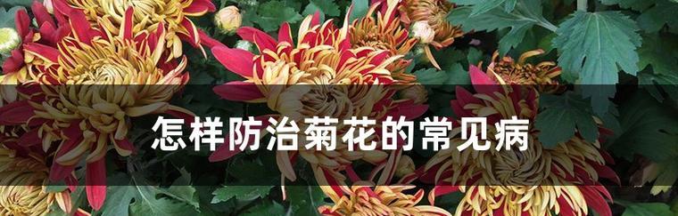 菊花长虫子的治理方法（防范菊花长虫子的妙招）