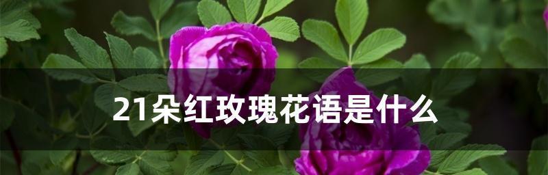 玫瑰花语的意义与传承（玫瑰花语的深远影响与文化传统）