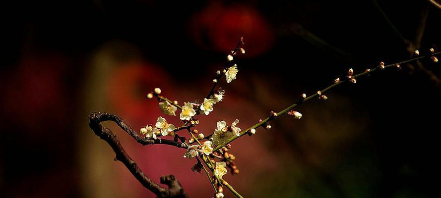 梅花的花语与象征意义（凛冬中的坚韧与希望——梅花的花语深意）