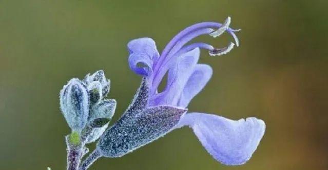 迷迭香花语（香气中的启示与鼓励）