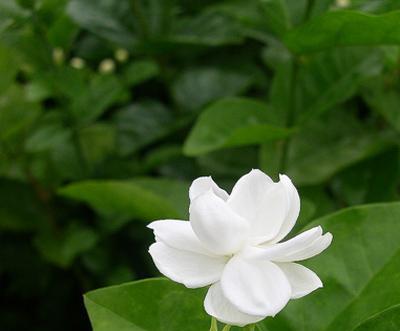 茉莉花的花语及其意义（茉莉花的花语揭示了人们对爱情和美的追求）