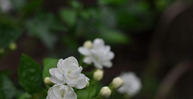 茉莉花的花语与寓意（茉莉花的象征之美）