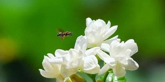 茉莉花的花语与寓意（茉莉花的象征之美）