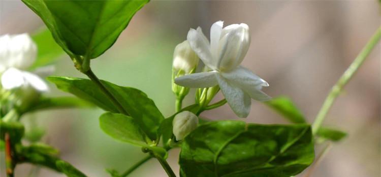 茉莉花的花语与寓意（清香芬芳）