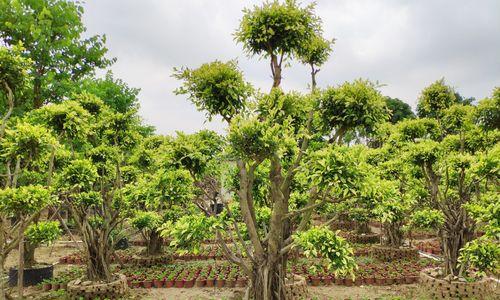 榕树的寓意与象征（传承与希望的象征——榕树）