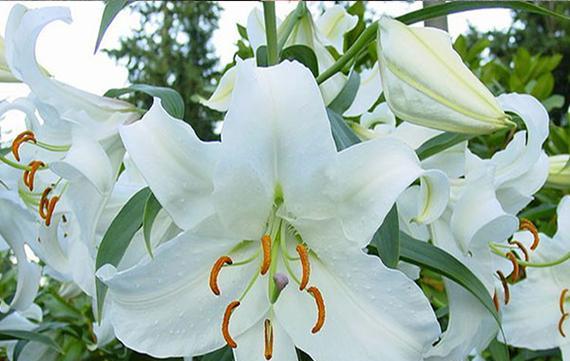 百合花的花语与香水的魅力（百合花语的深意与香水的神秘力量）