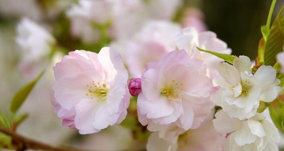 樱花之舞——浪漫花语的诠释（探寻樱花之美与意义）