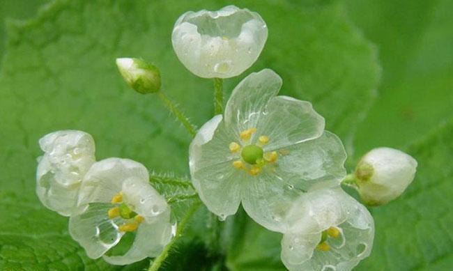 樱水晶花语与寓意（探寻樱水晶的奇妙花语及象征意义）