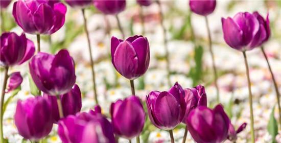 郁金香花语（探寻郁金香花语的深层内涵）