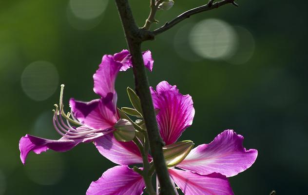 紫荆花的象征意义与文化传承（紫荆花的历史渊源）