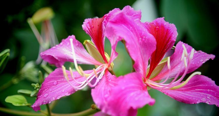 紫荆花的花语与寓意（探索紫荆花的深层含义）