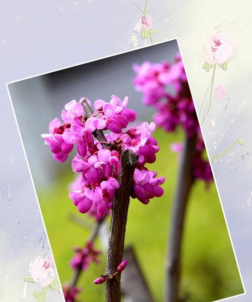 紫荆花的花语与寓意（探索紫荆花的深层含义）