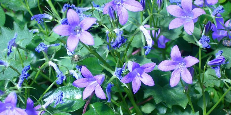 风铃草之美——花语与寓意（探索风铃草的花语）