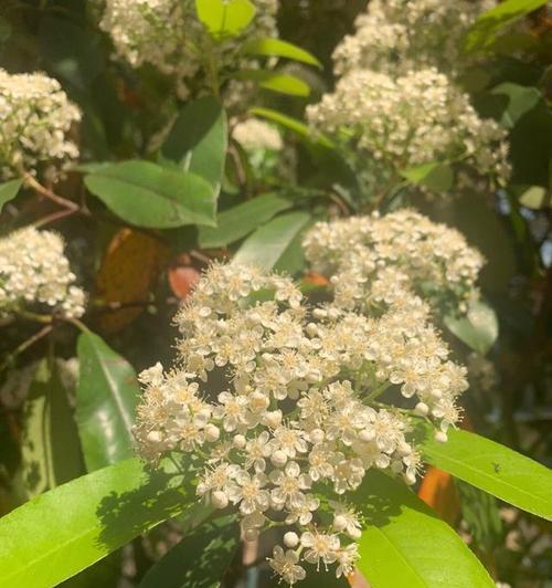 石楠的花语（盛开在岁月里的花朵）