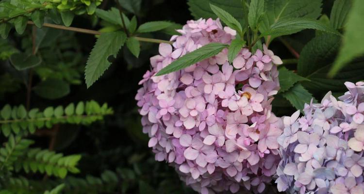 绣球花的花语与寓意（探秘绣球花的神秘语言）