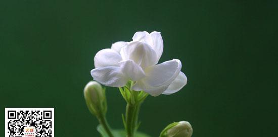 茉莉的花语（揭示茉莉花语的深层含义）