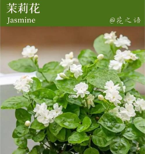 茉莉（茉莉花语与故事）