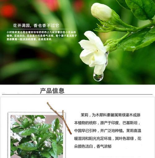 茉莉花（美丽茉莉花的外貌特征与象征意义）