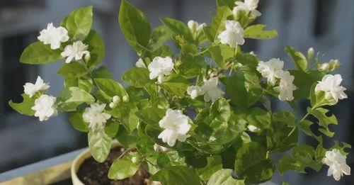 茉莉花（美丽茉莉花的外貌特征与象征意义）