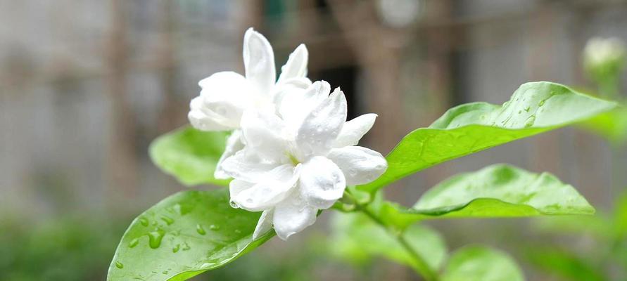 茉莉花的象征意义与文化内涵（揭秘茉莉花的美丽传说与卓越意义）