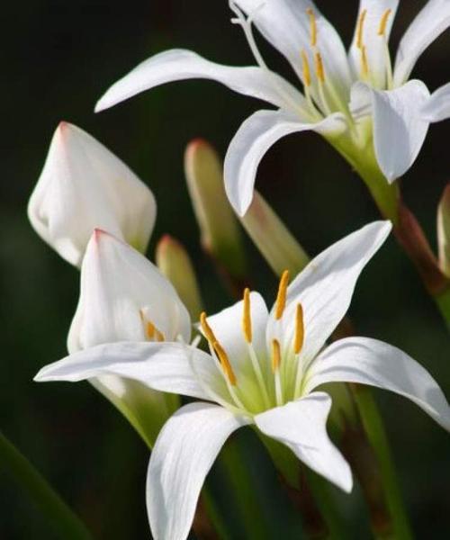 百合花语（探索百合花的深刻花语之意）