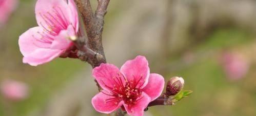 桃花生肖之谜（解读十二生肖与桃花的奇妙关系）