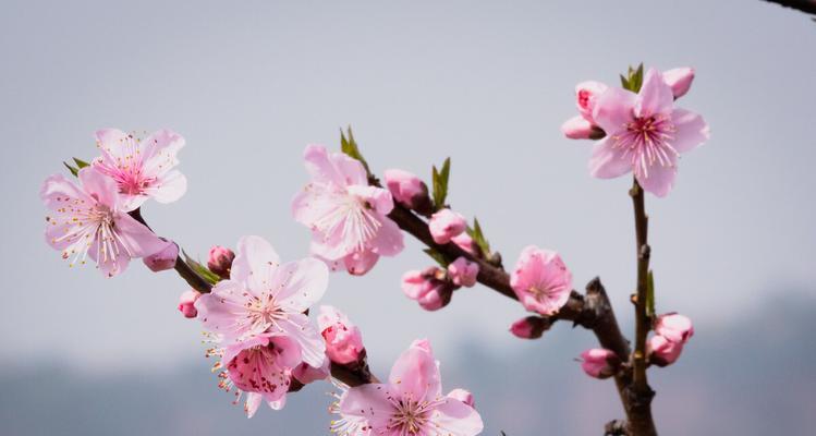 桃花之美（桃花的迷人魅力与浪漫情怀）