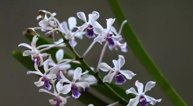 万代兰花语与含义（深入解读万代兰的花语）