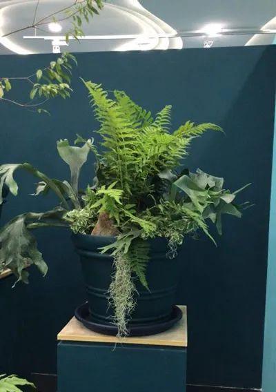 植物世界的奋斗之光（探索努力与奋斗的植物世界）