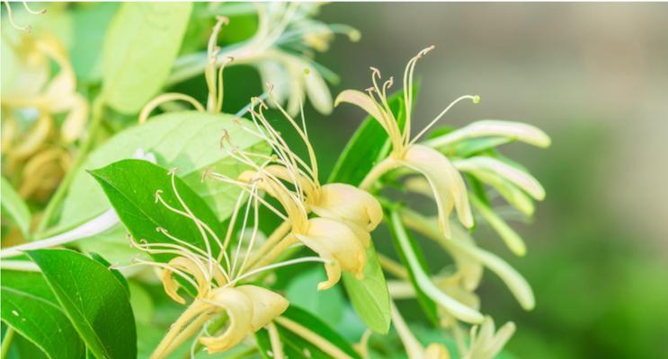 花语爱恋（探寻植物世界中的真爱密码）