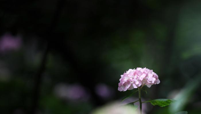 绣球花的花语与象征（探寻绣球花的意义与象征）