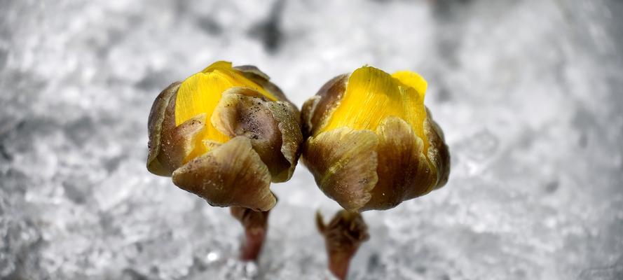 雪莲花的寓意与象征（永恒的纯洁之花——雪莲花的意义与象征）