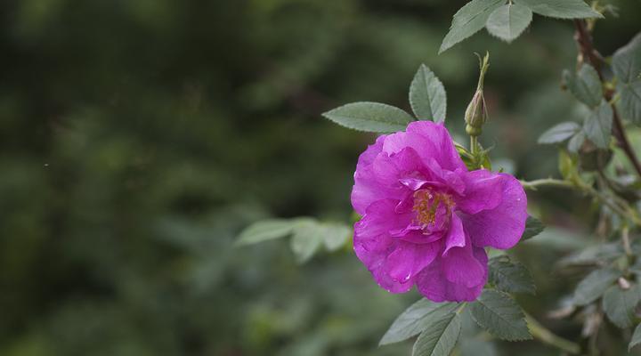 岩蔷薇（揭秘岩蔷薇花语及其代表意义）