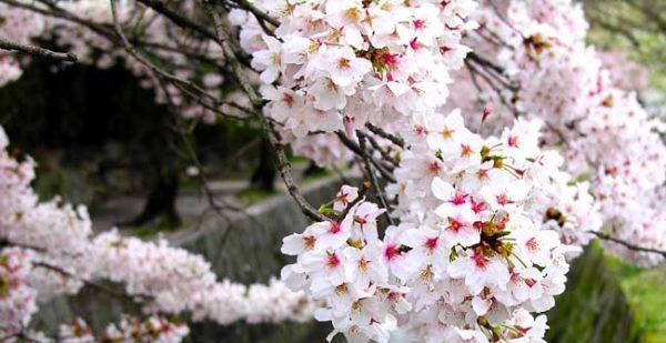 樱花花语与代表意义（探寻樱花开放的一瞬间）