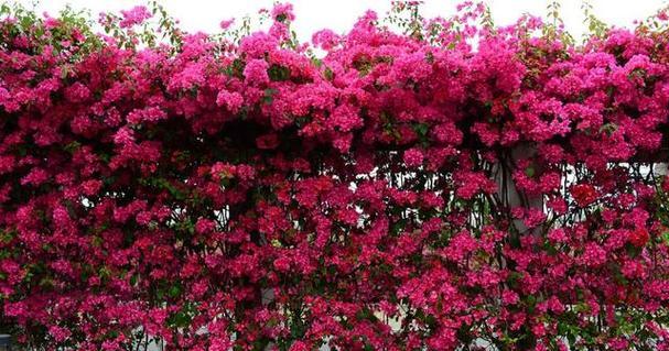 昆明市花的传说与魅力（探寻“春城”背后的花海美景）