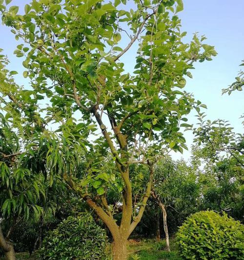 昆明市树——红花檵木（昆明市的标志性植物）