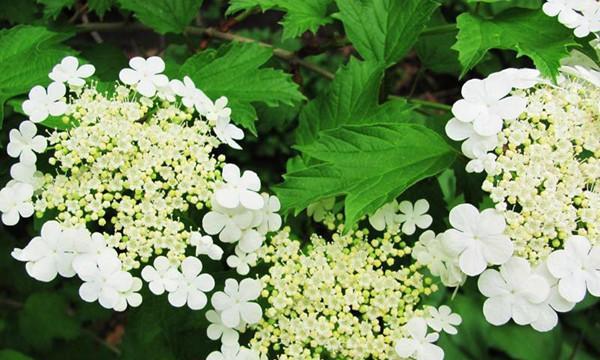 昆山市花——海棠花（海棠花的文化与意义）