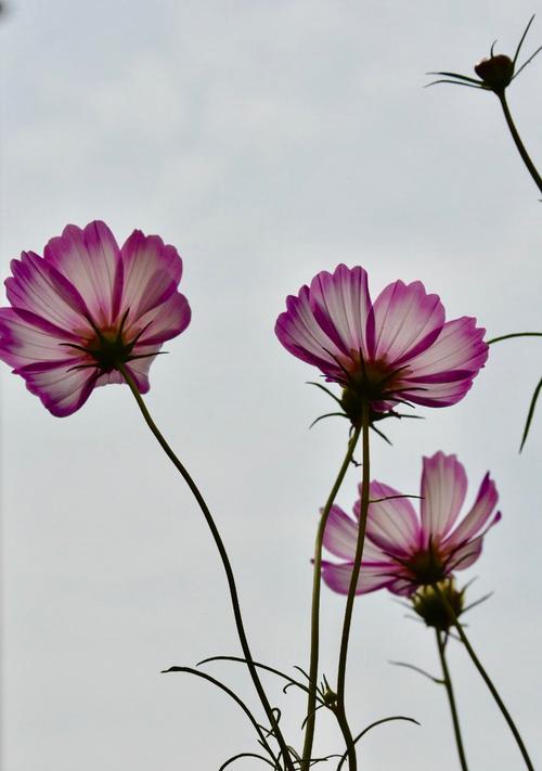 格桑花——的市花（格桑花的象征寓意及在文化中的重要地位）