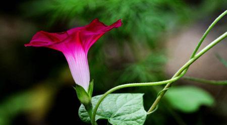 喇叭花的花语与寓意（探索喇叭花神秘的内涵和文化价值）